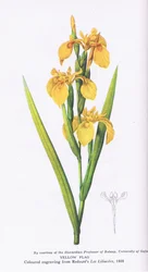 Yellow Flag, Nature in Britain